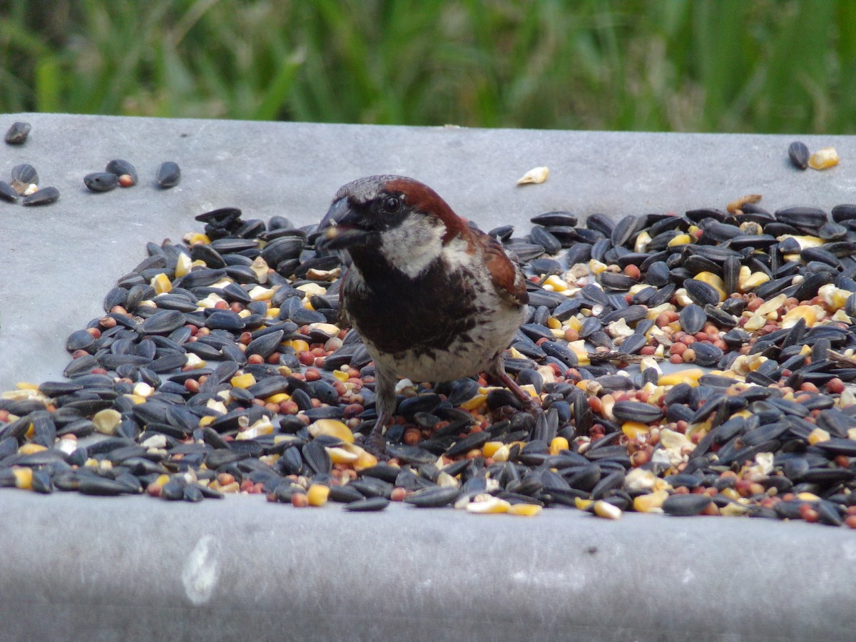 Moineau domestique - ML620265432