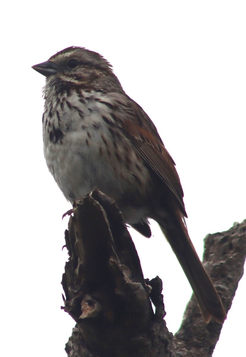 Song Sparrow - ML620265436