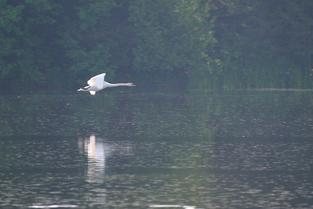 Mute Swan - ML620265445