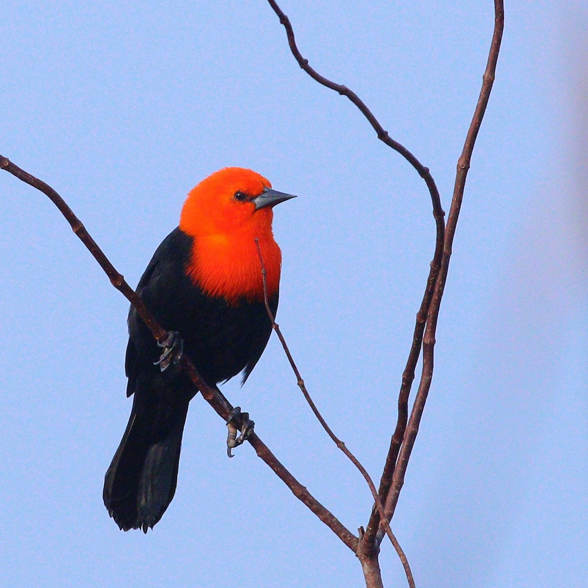 Scarlet-headed Blackbird - ML620265451