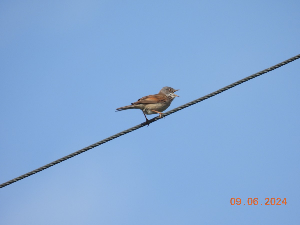 Greater Whitethroat - ML620265453