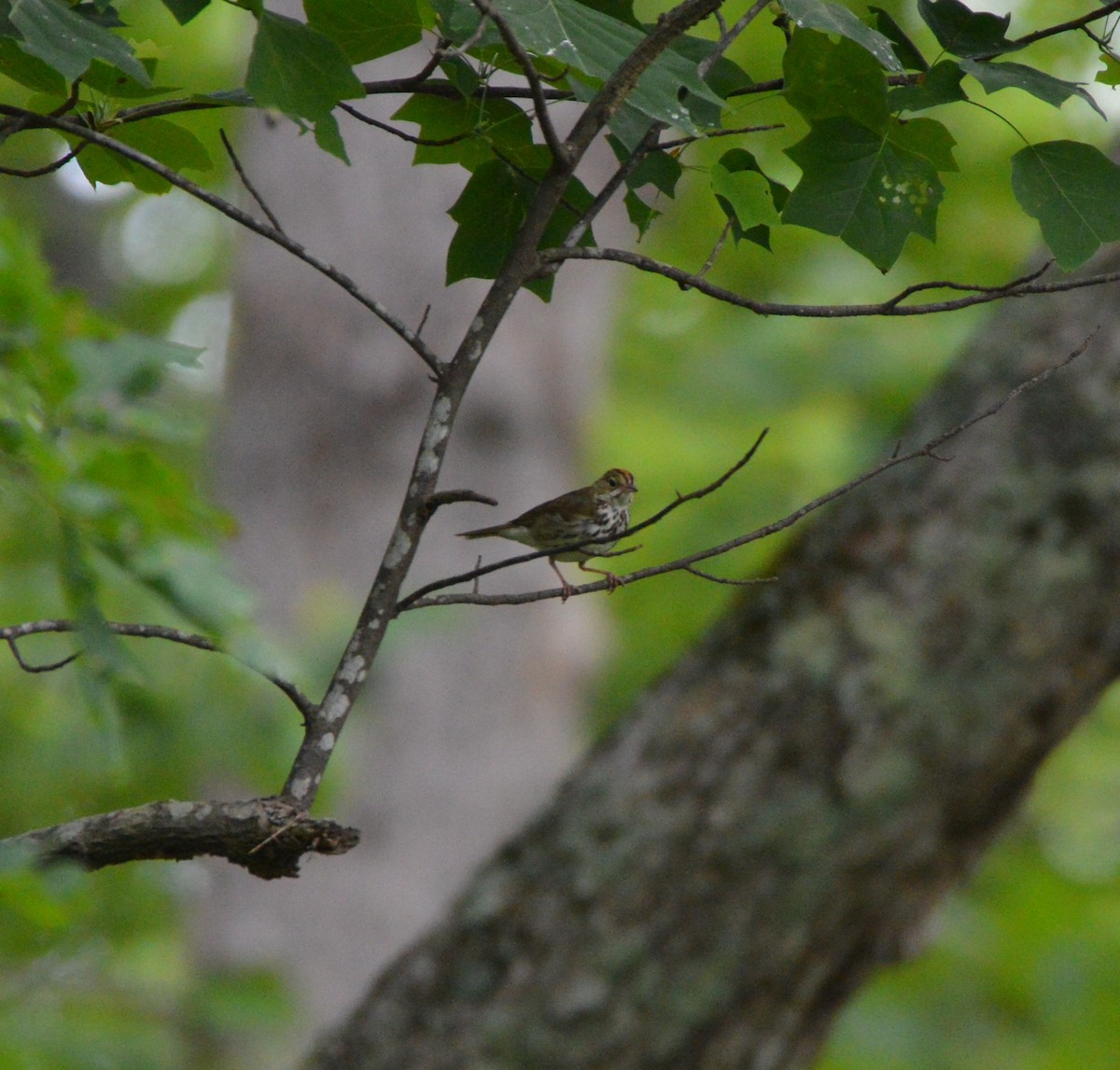 Ovenbird - ML620265458