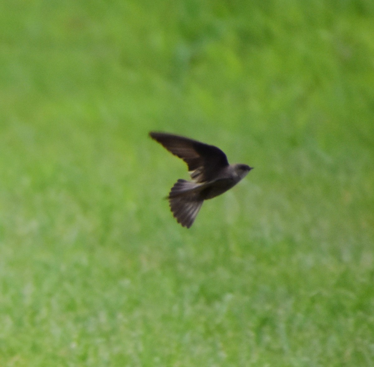 Northern Rough-winged Swallow - ML620265461