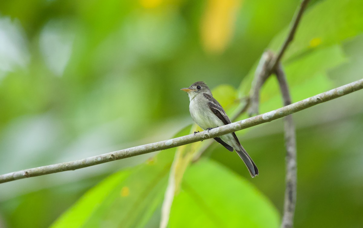 Northern Tropical Pewee - ML620265462