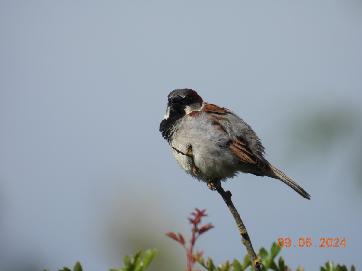 Moineau domestique - ML620265463