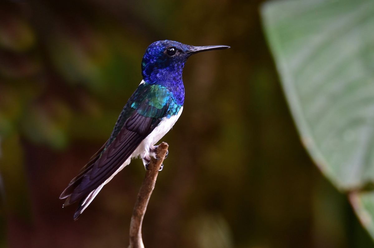 Colibrí Nuquiblanco - ML620265470