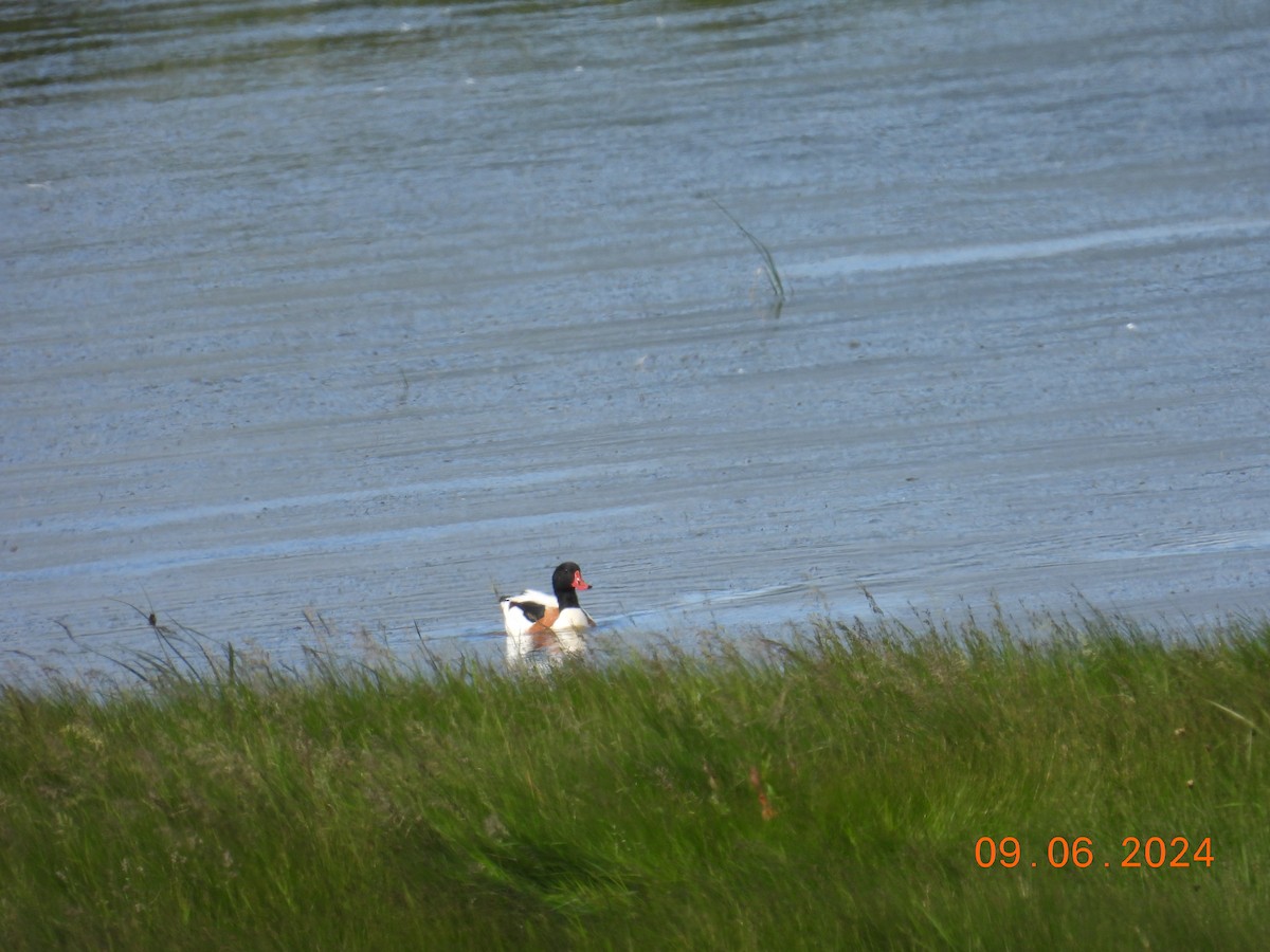 Common Shelduck - ML620265474