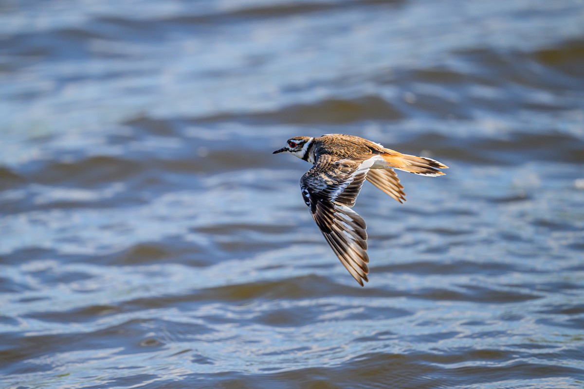 Killdeer - ML620265479