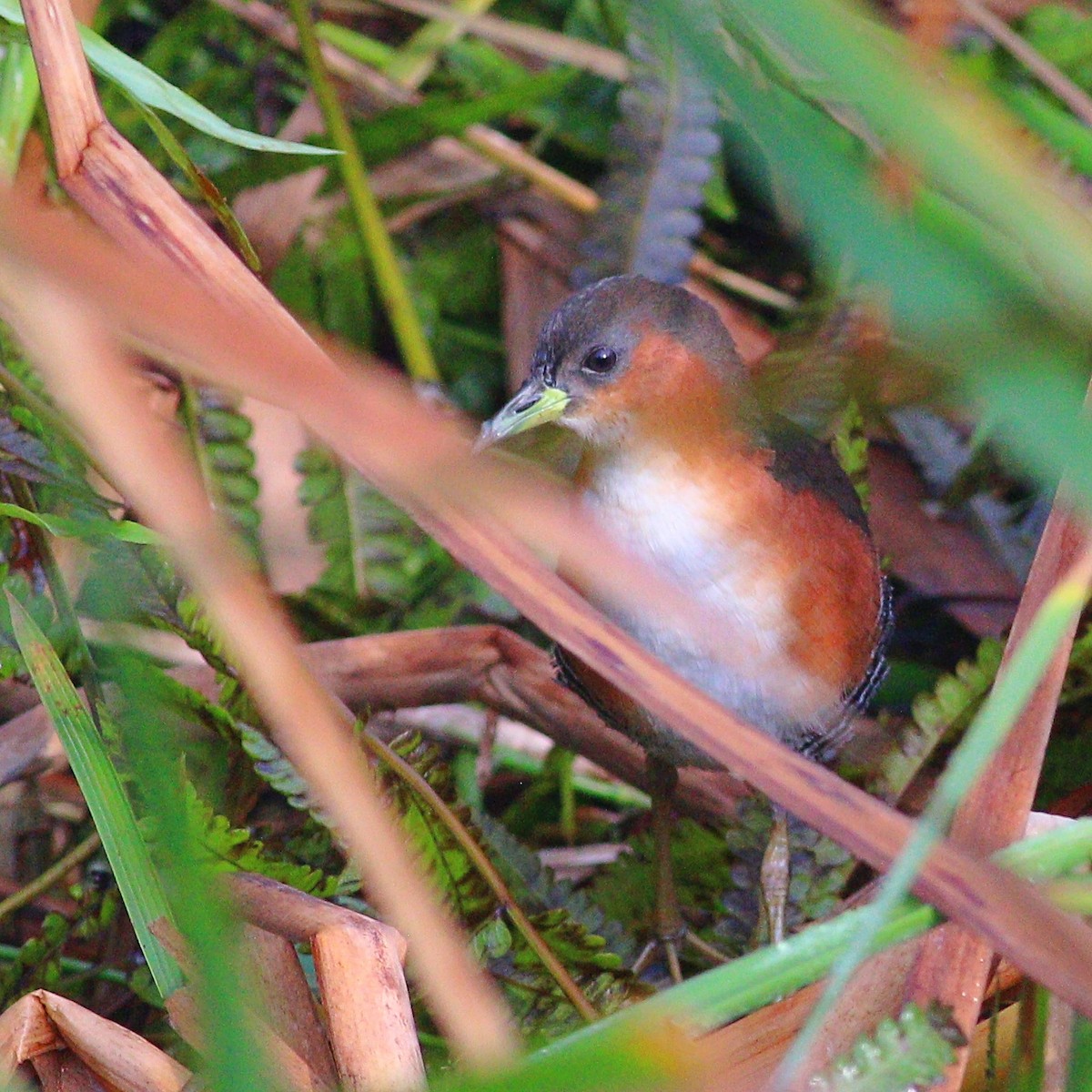 Rufous-sided Crake - ML620265485