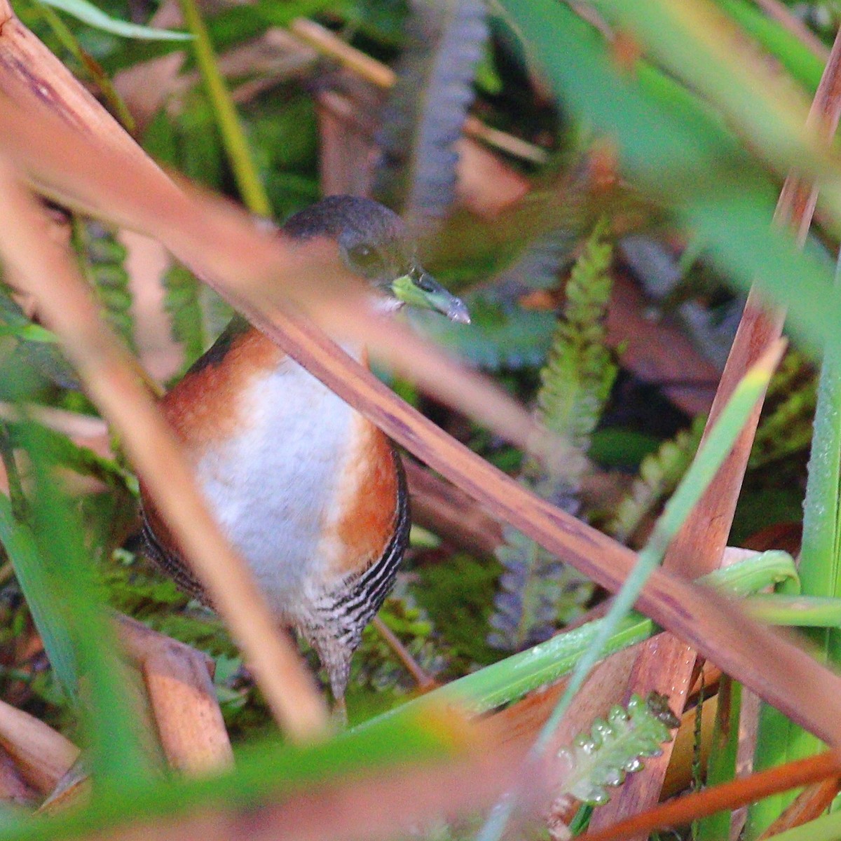 Rufous-sided Crake - ML620265490