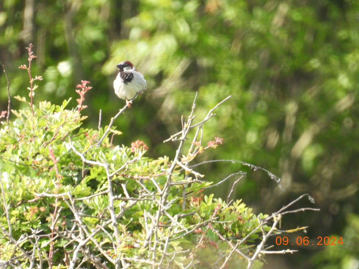 House Sparrow - ML620265491