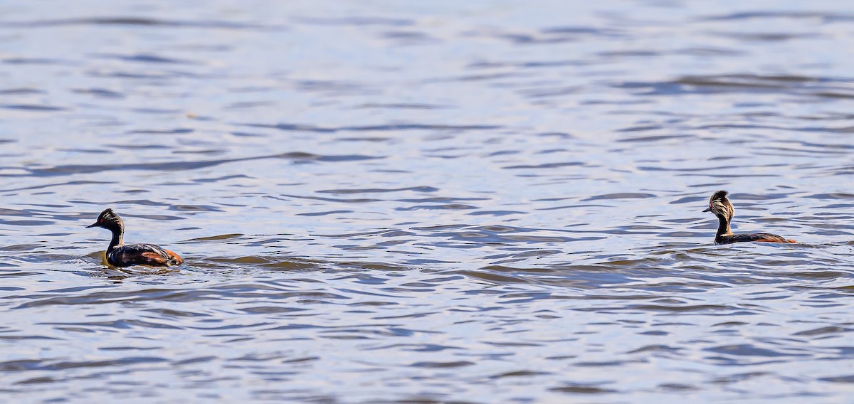 Eared Grebe - ML620265503