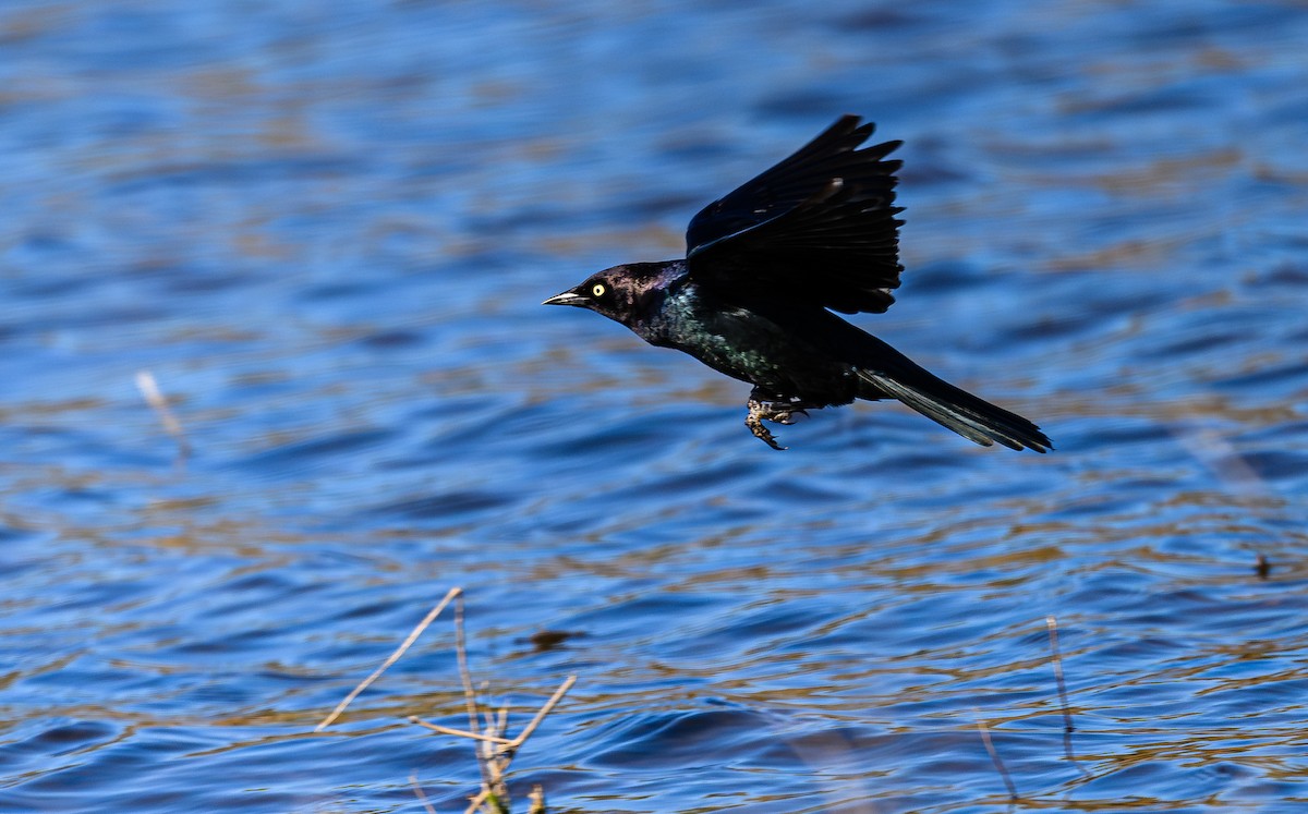 Brewer's Blackbird - ML620265536