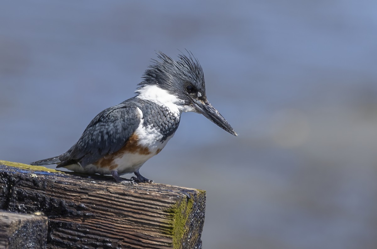 Belted Kingfisher - ML620265539