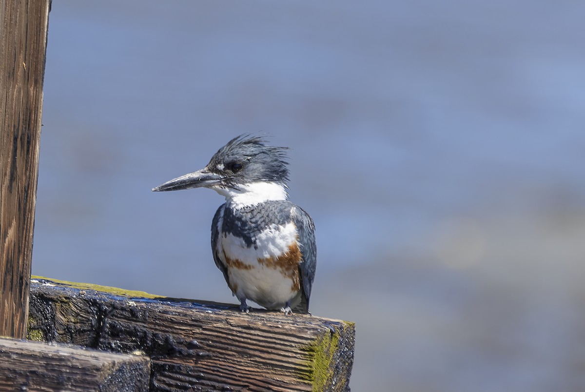 Belted Kingfisher - ML620265540