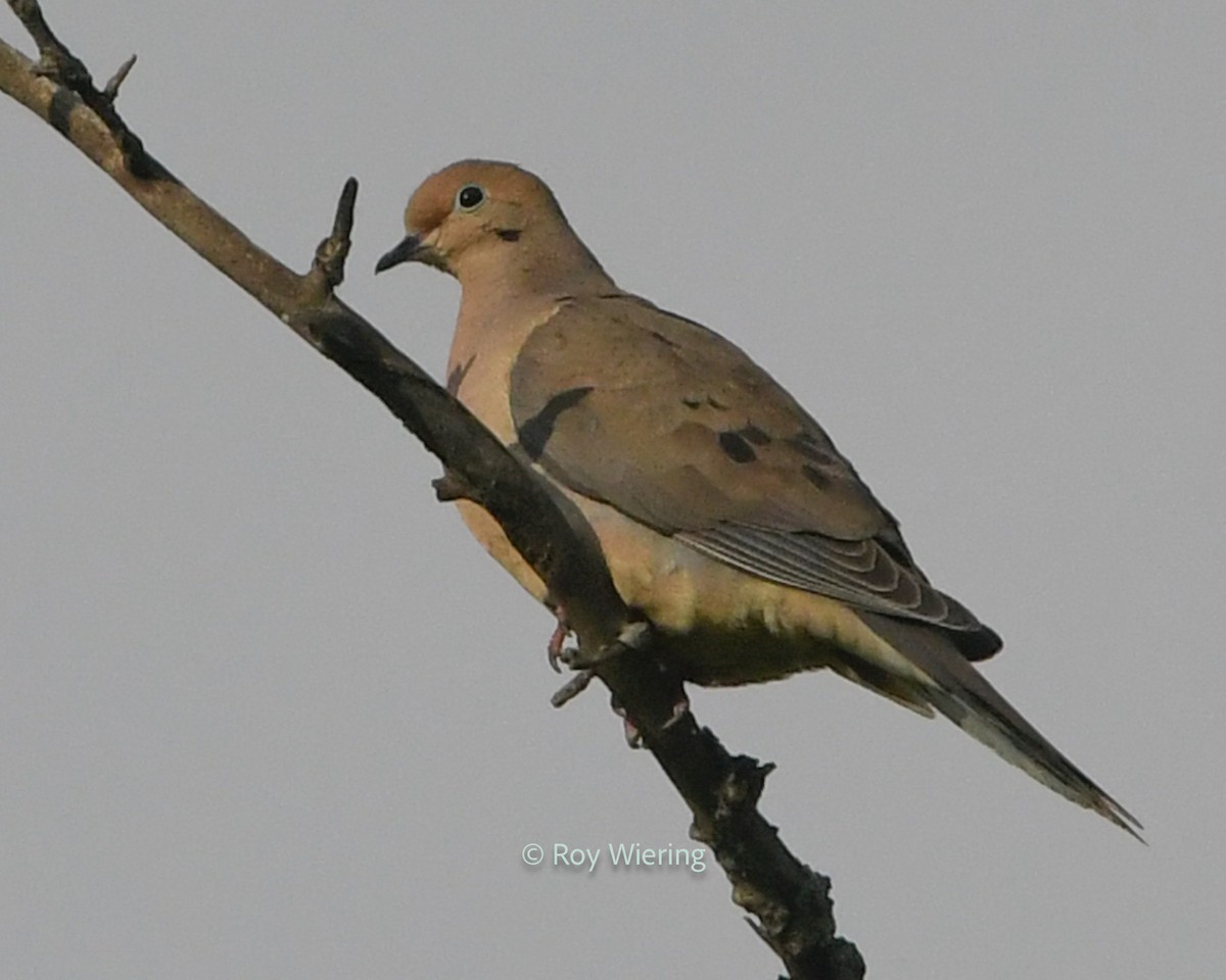 Mourning Dove - ML620265541