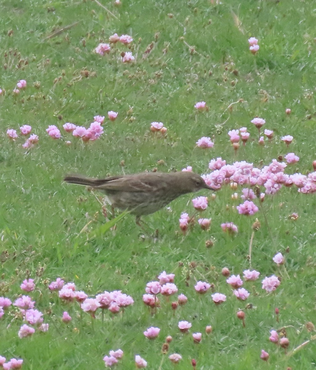 Rock Pipit (Western) - ML620265545