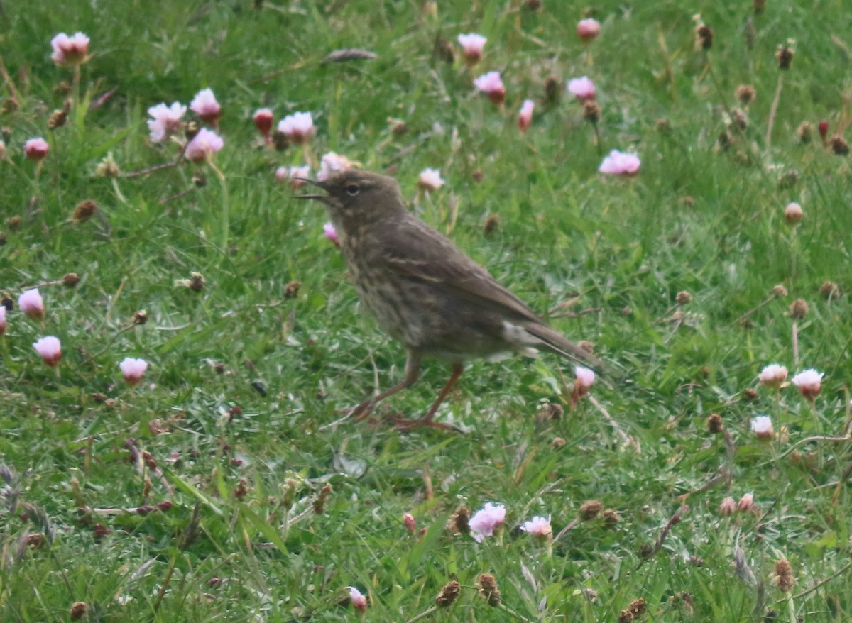 Rock Pipit (Western) - ML620265546