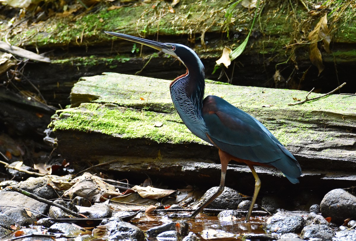 Agami Heron - ML620265550