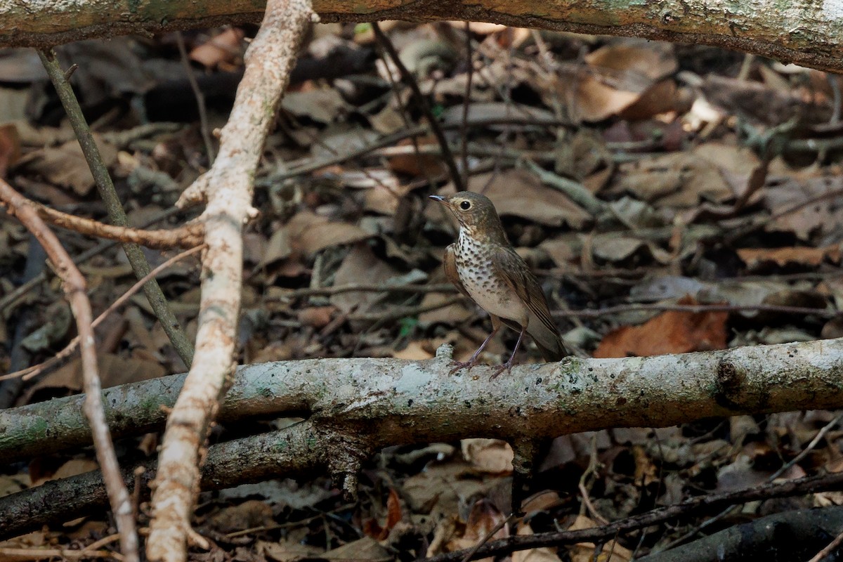 Swainson's Thrush - ML620265561