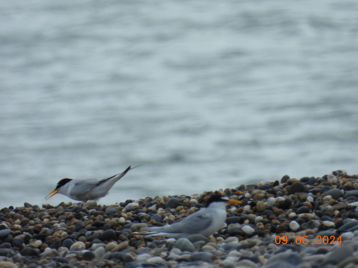 Little Tern - ML620265576