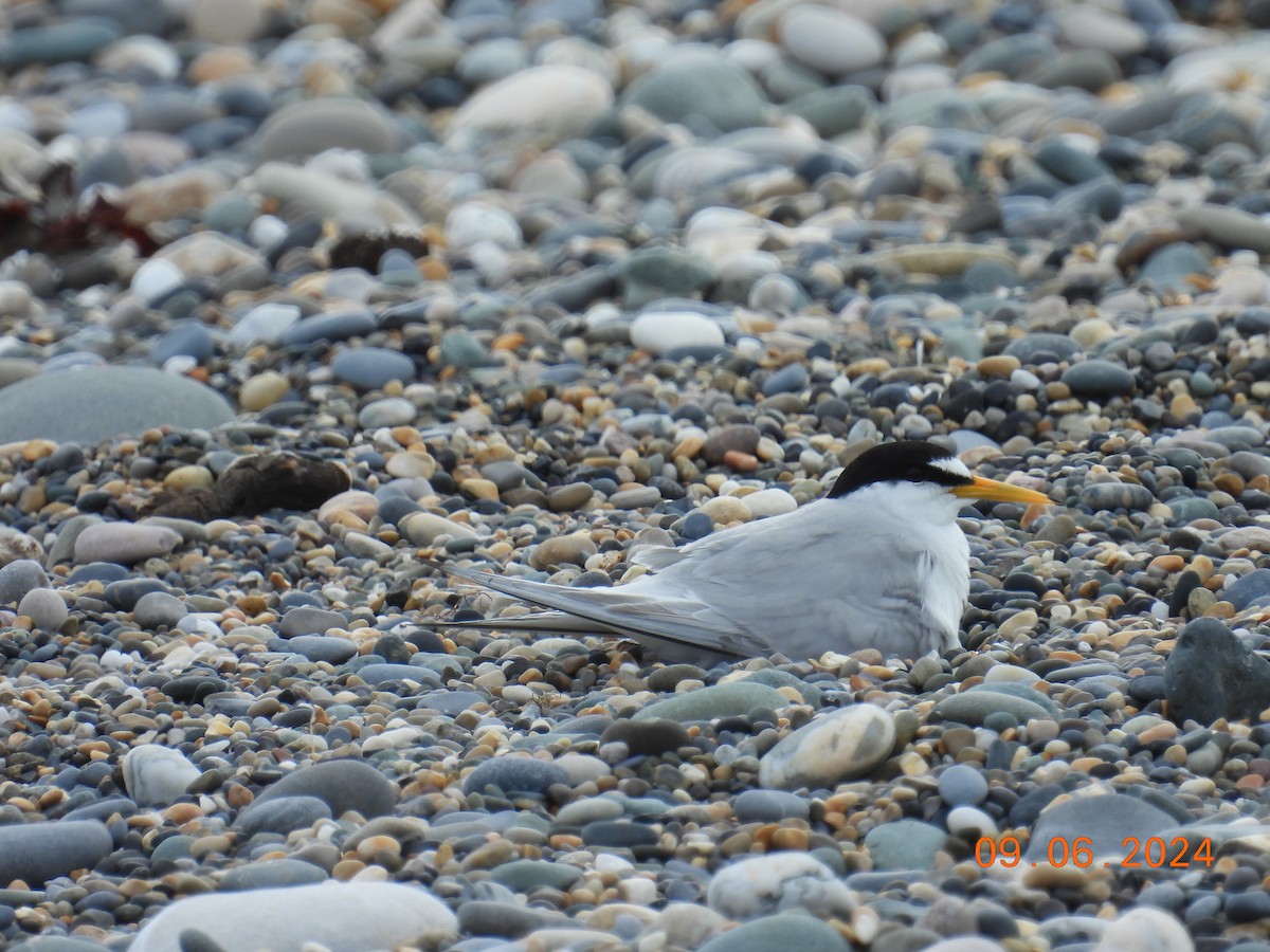 Little Tern - ML620265577