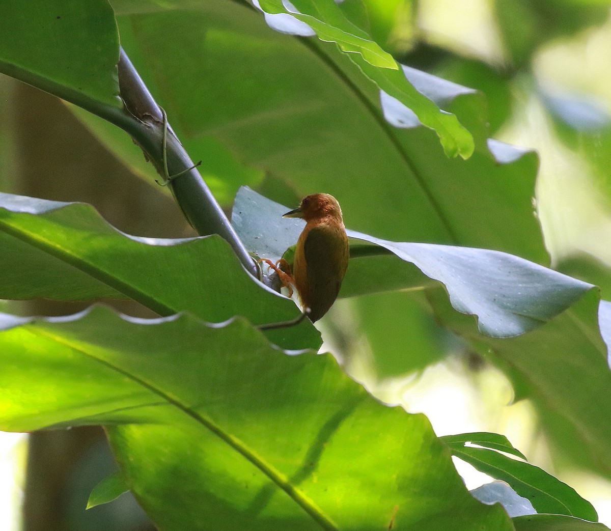 Rufous Piculet - ML620265587