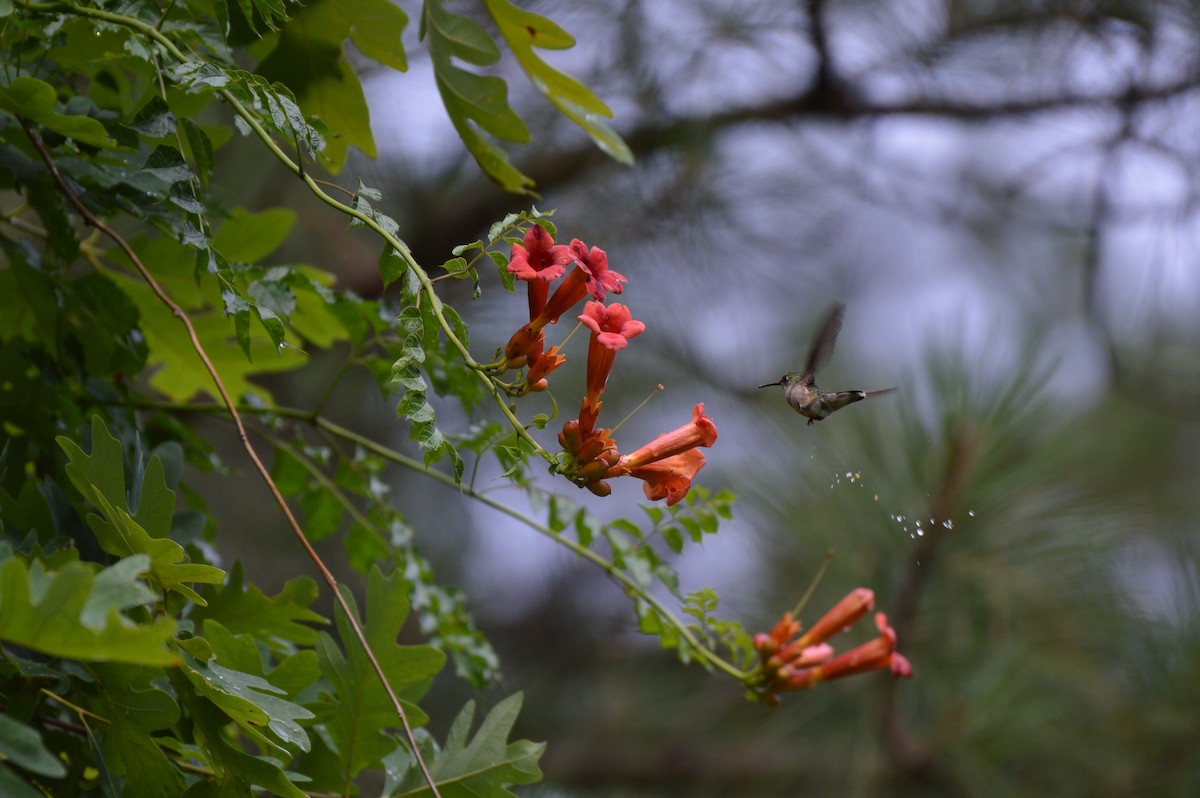 Ruby-throated Hummingbird - ML620265589