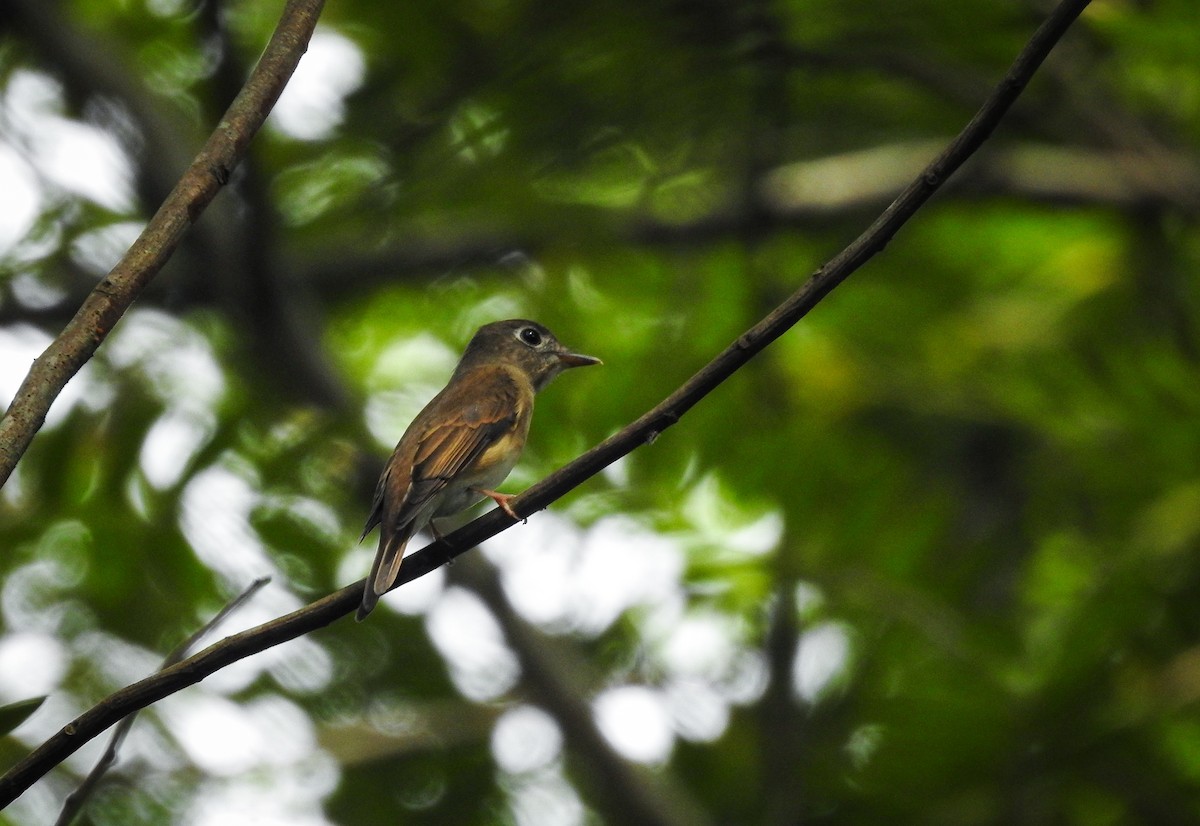 Brown-breasted Flycatcher - ML620265591