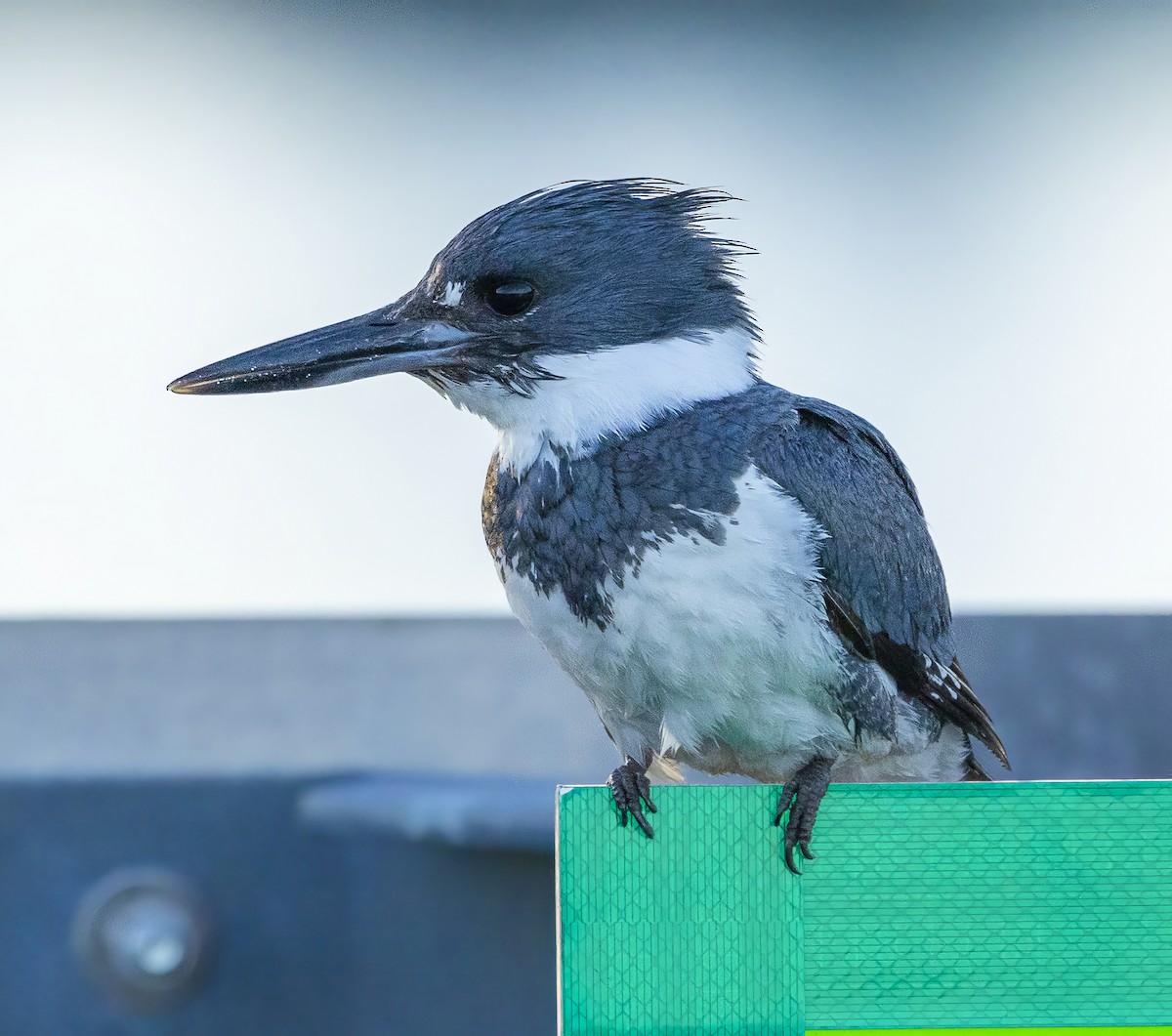 Belted Kingfisher - ML620265598
