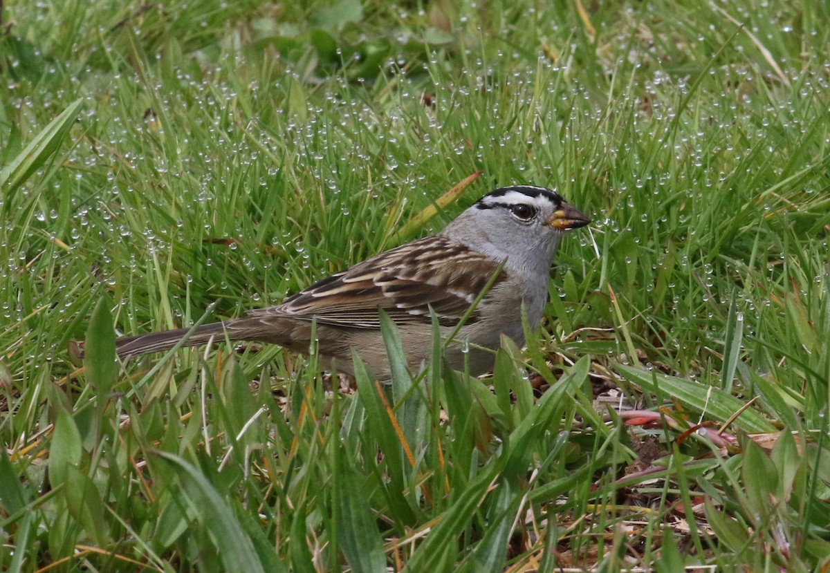 White-crowned Sparrow (pugetensis) - ML620265617