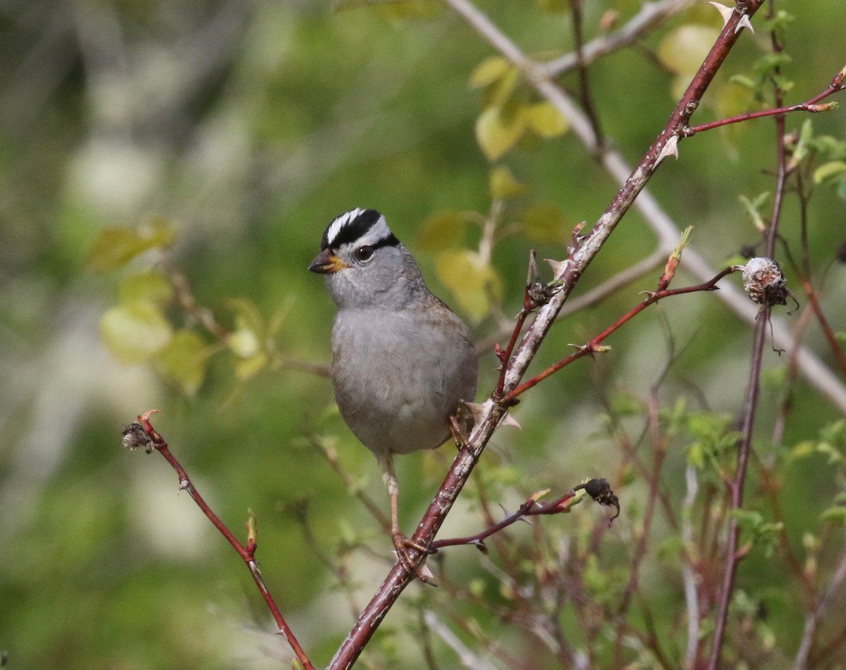 White-crowned Sparrow (pugetensis) - ML620265618