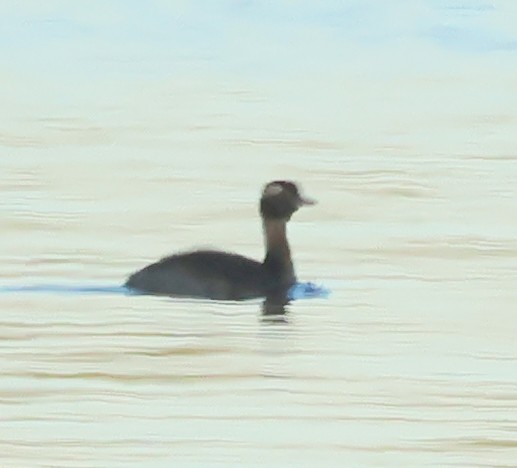 Horned Grebe - ML620265625