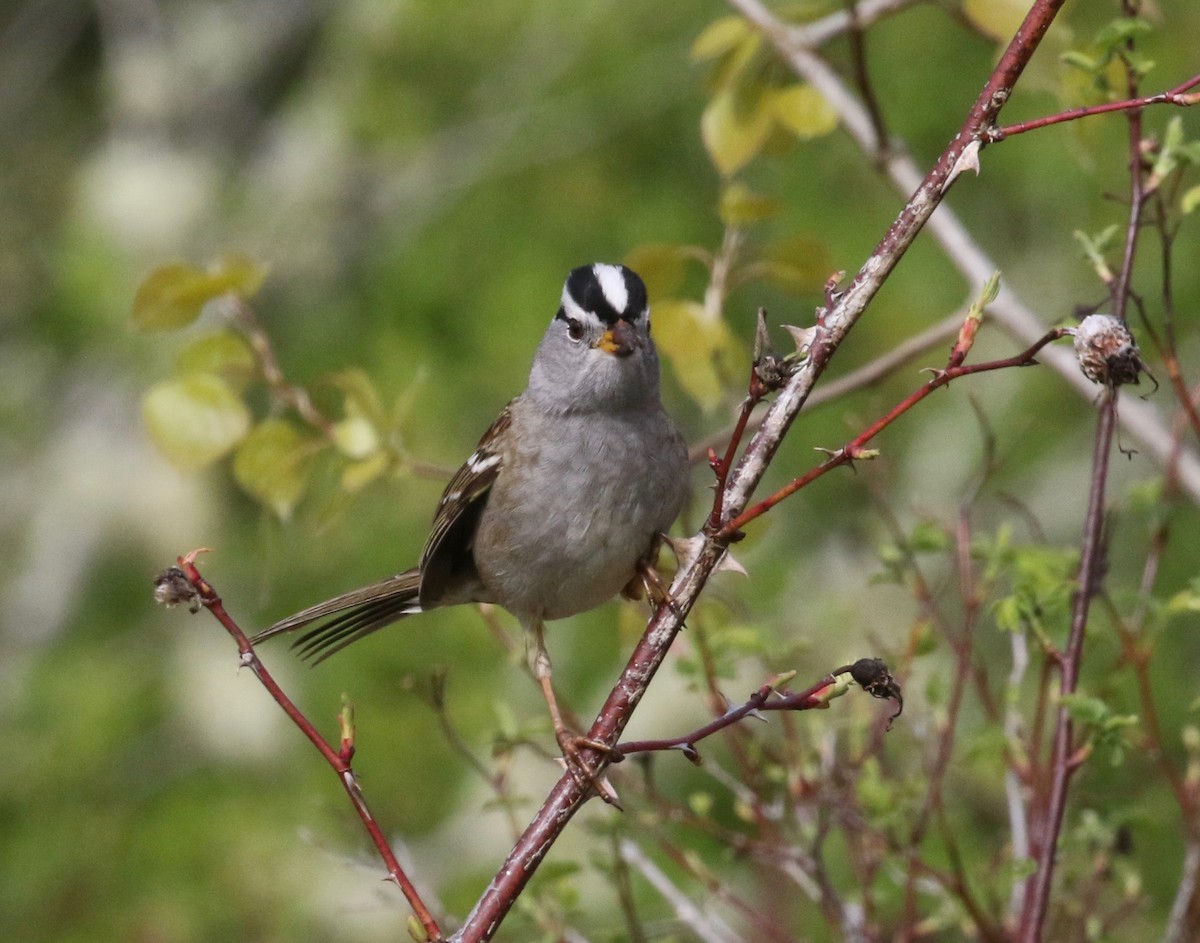 White-crowned Sparrow (pugetensis) - ML620265629