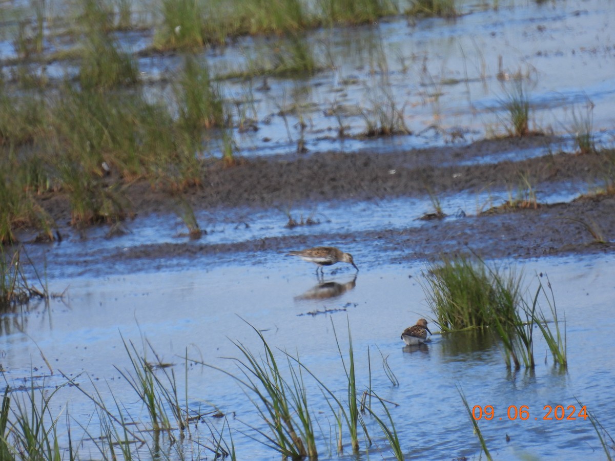 Dunlin - ML620265636