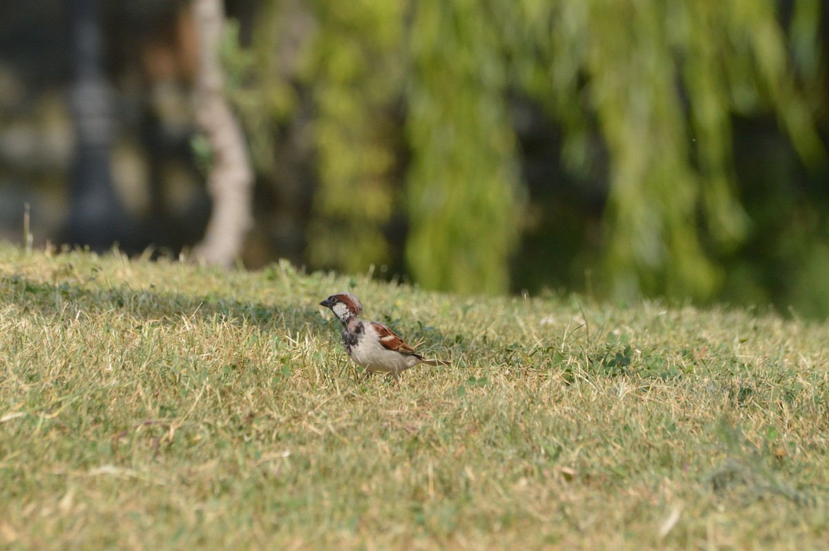 Moineau domestique - ML620265639