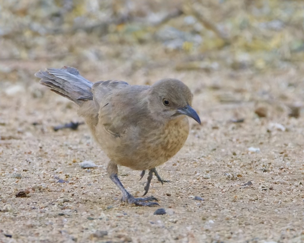 Curve-billed Thrasher (palmeri Group) - ML620265645