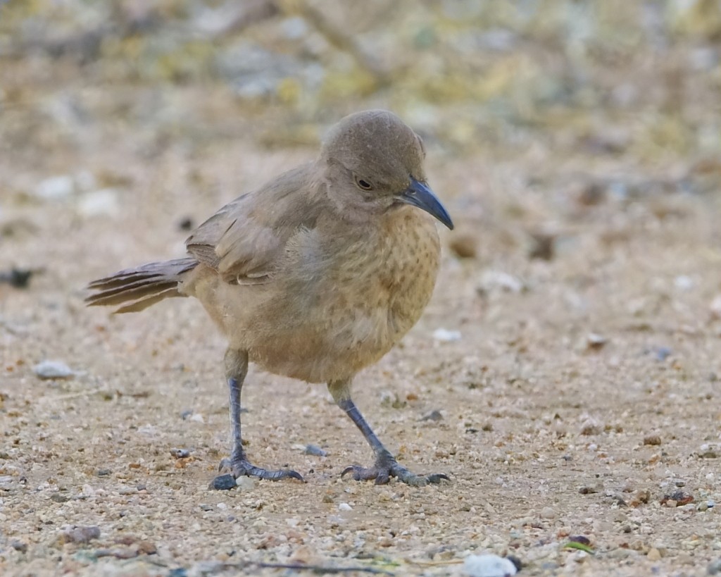 Curve-billed Thrasher (palmeri Group) - ML620265646
