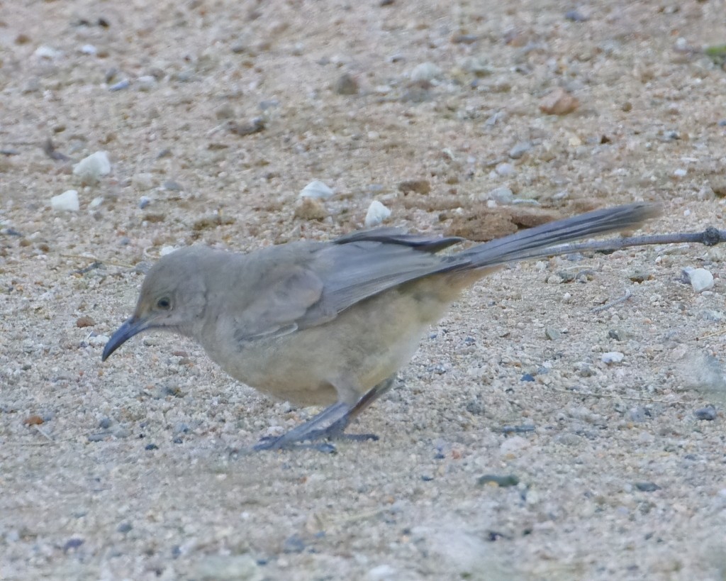 Curve-billed Thrasher (palmeri Group) - ML620265647