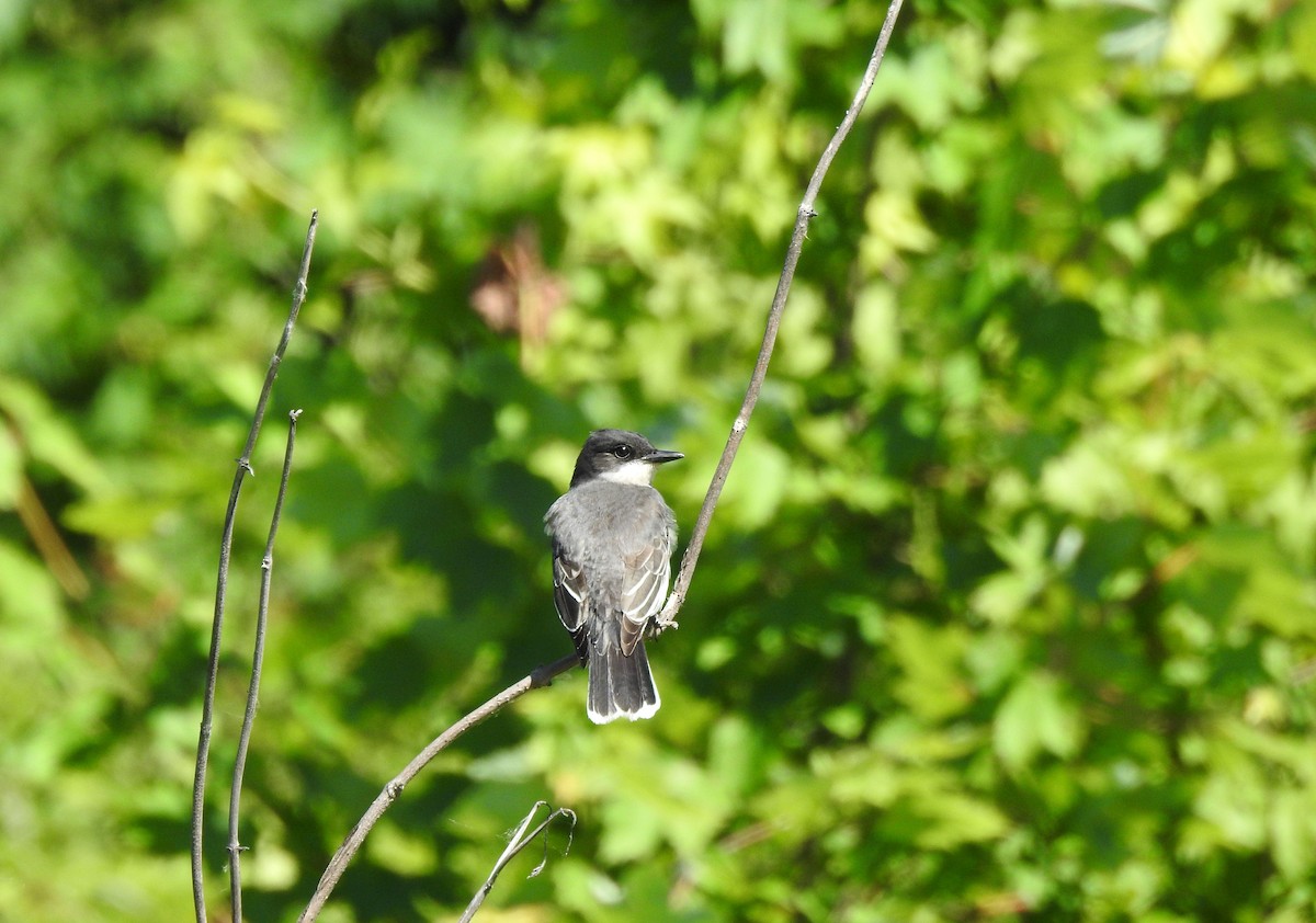 Eastern Kingbird - ML620265659