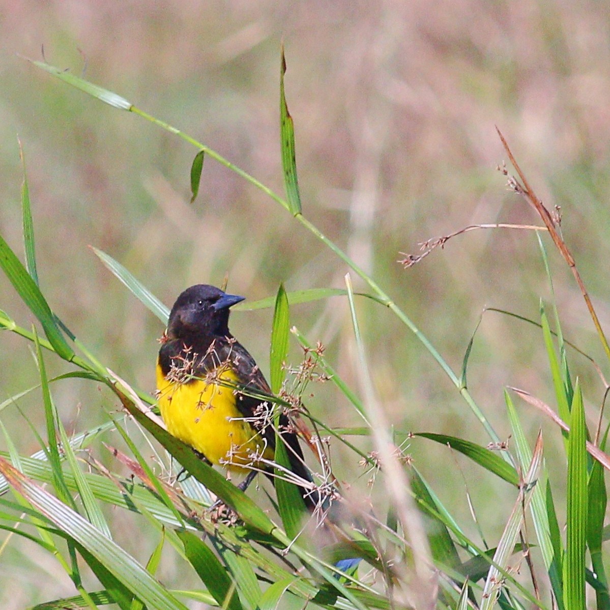 Yellow-rumped Marshbird - Paulo Krieser