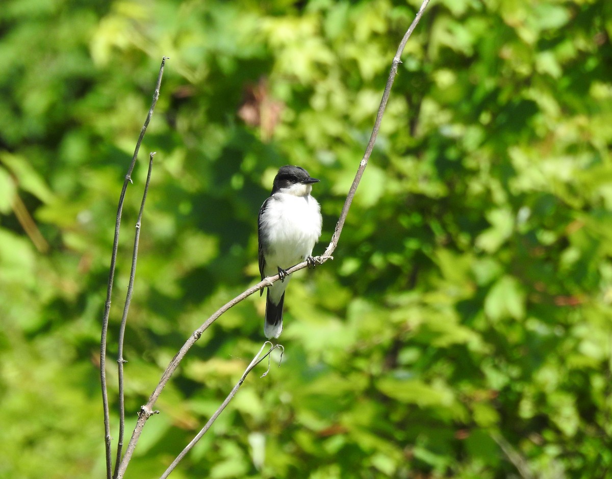 Eastern Kingbird - ML620265663