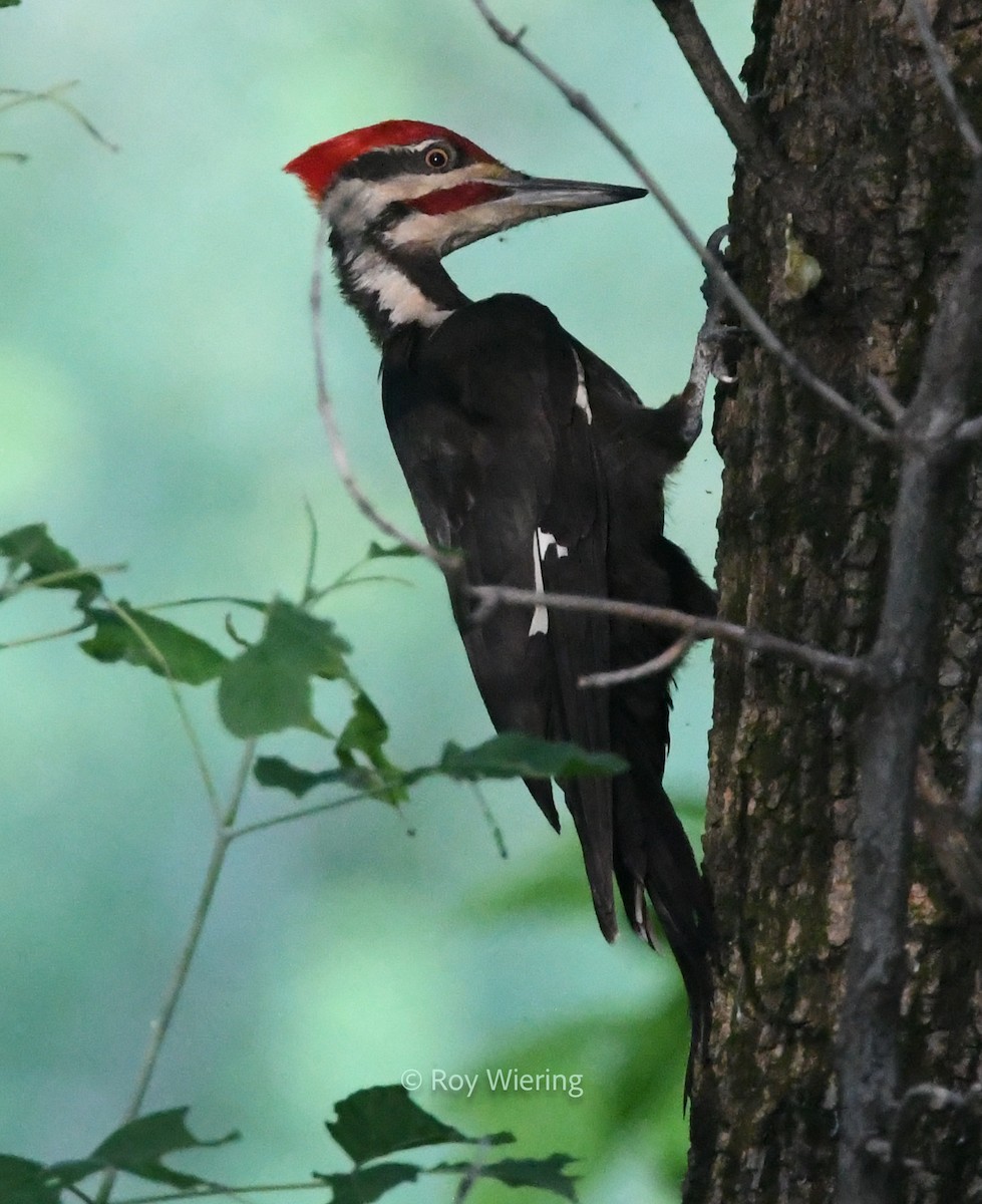 Pileated Woodpecker - ML620265678