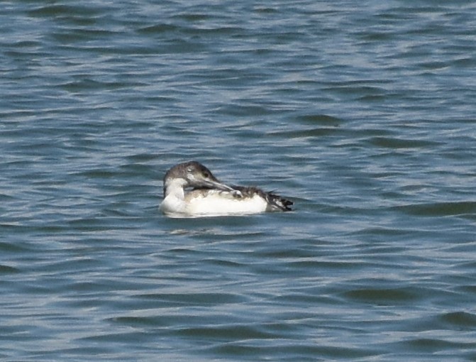 Common Loon - ML620265680