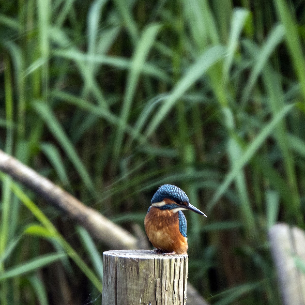 Common Kingfisher - ML620265699