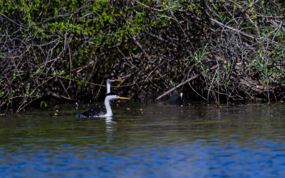 Clark's Grebe - ML620265702