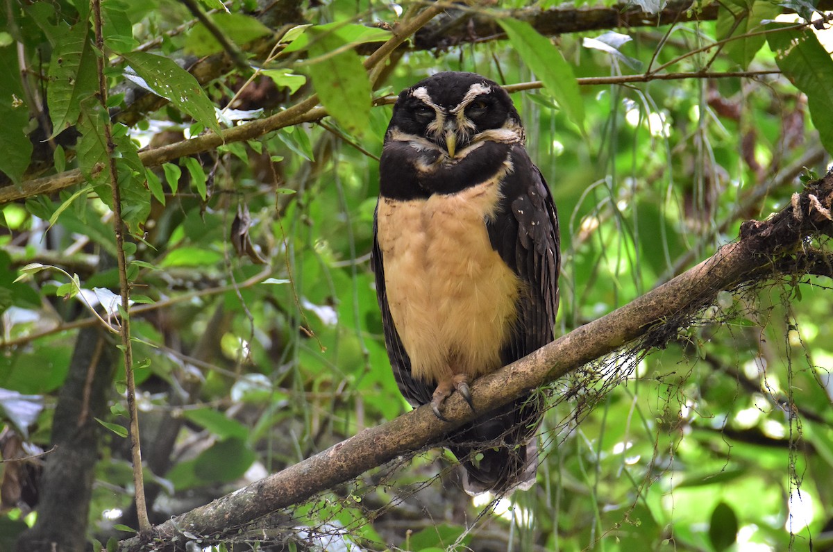 Lechuzón de Anteojos - ML620265705