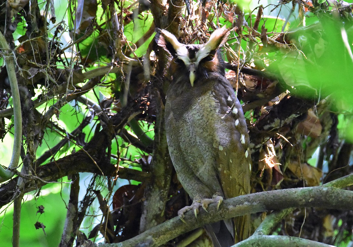 Crested Owl - ML620265707