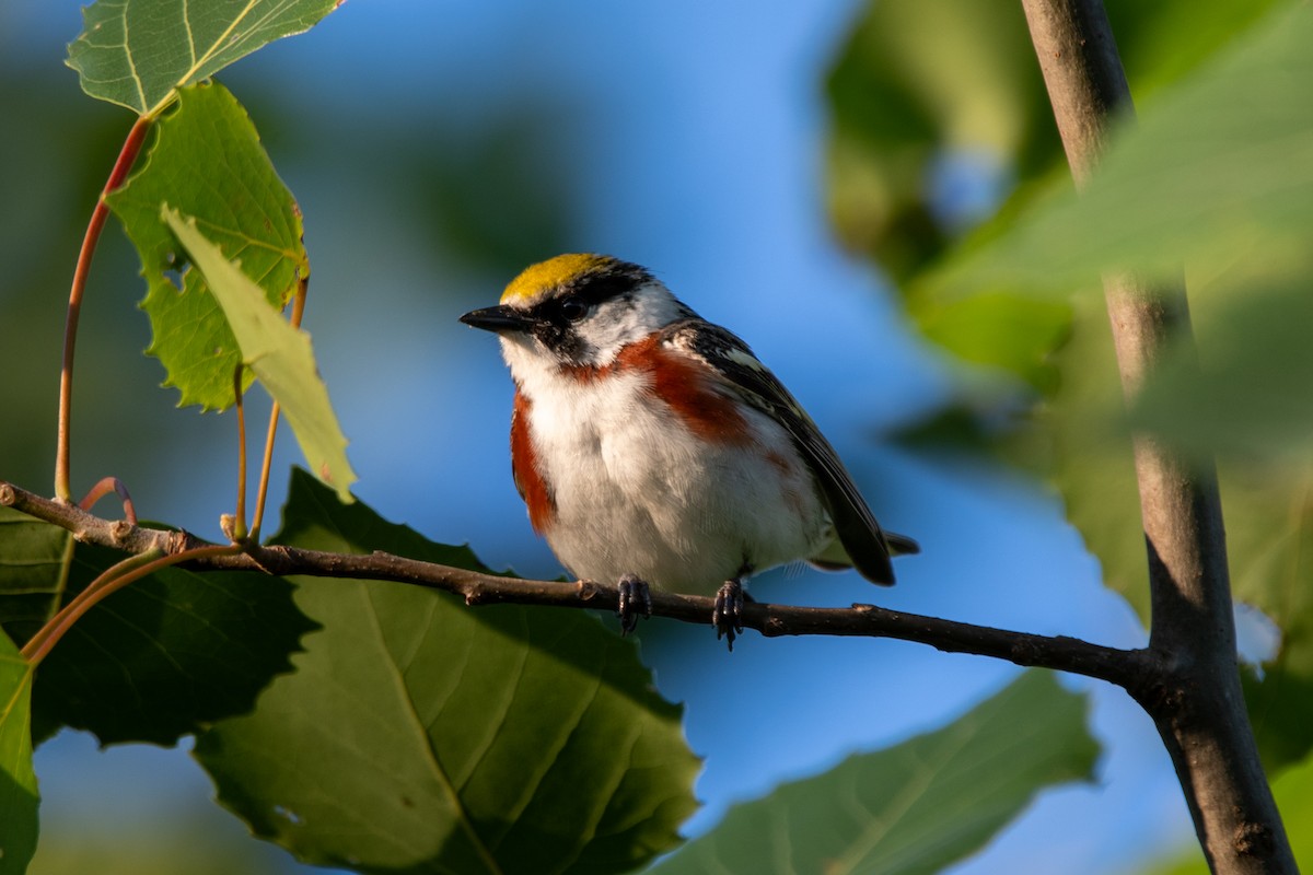 Chestnut-sided Warbler - ML620265713