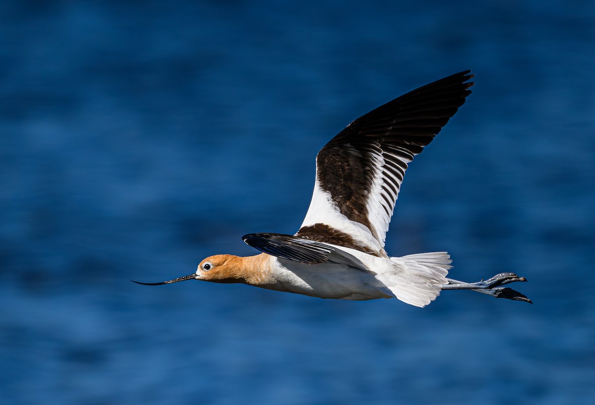 Avoceta Americana - ML620265715